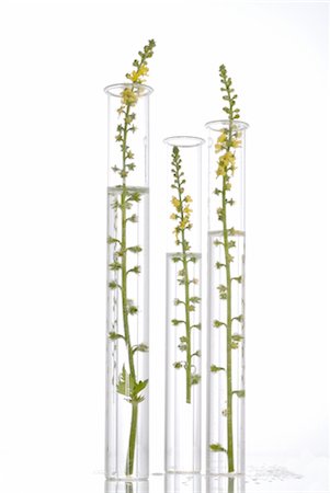 Bach flower Common Agrimony (Agrimonia eupatoria) Stock Photo - Premium Royalty-Free, Code: 689-03733782