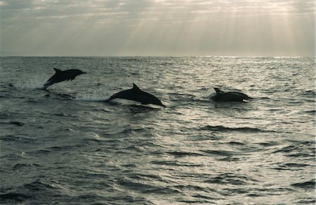 Dolphin Jumping At Sunrise Stock Photos Page 1 Masterfile