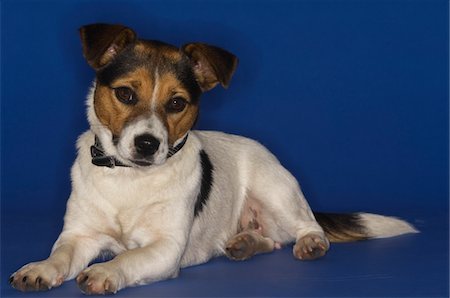 Jack Russell Terrier Foto de stock - Sin royalties Premium, Código: 694-03325872