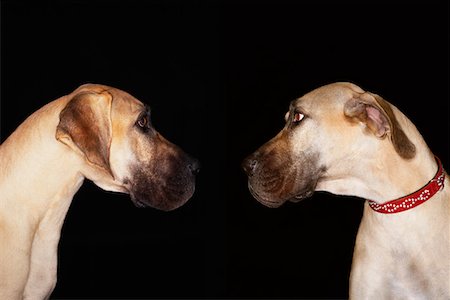 Two Brazilian mastiffs (Fila brasileiro) sitting face to face Foto de stock - Sin royalties Premium, Código: 694-03325915