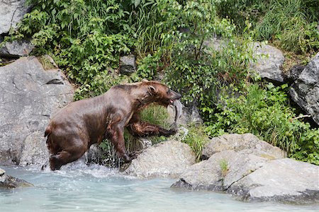 USA, Alaska, Brown Bear with salmon in mouth by water edge Foto de stock - Royalty Free Premium, Número: 694-03328084