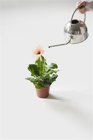 Woman watering potted flower, close-up Stock Photo - Premium Royalty-Free, Code: 694-03329536