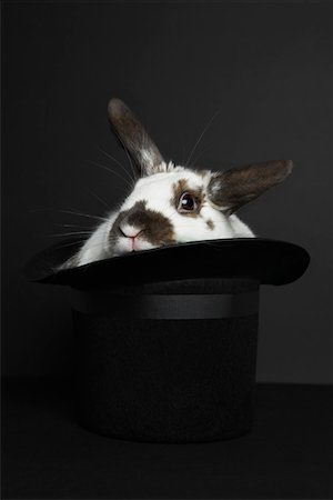 Kaninchen im Zylinder, Studioaufnahme Stockbilder - Premium RF Lizenzfrei, Bildnummer: 694-03331386