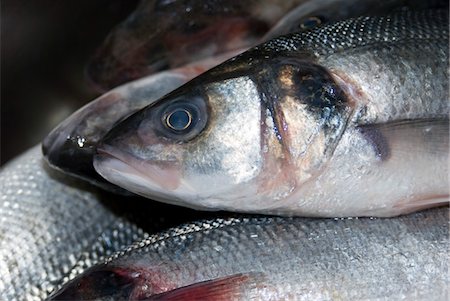 Tas de poissons frais, gros plan Photographie de stock - Premium Libres de Droits, Code: 694-03332659