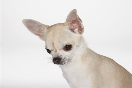 simsearch:694-03693920,k - Chihuahua, gros plan Photographie de stock - Premium Libres de Droits, Code: 694-03693937