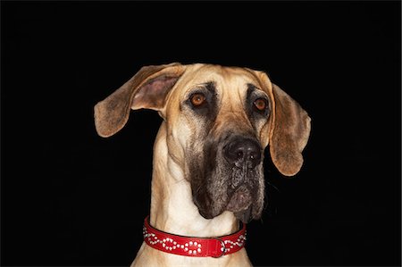 Brazilian mastiff (Fila brasileiro), close-up Foto de stock - Sin royalties Premium, Código: 694-03693954