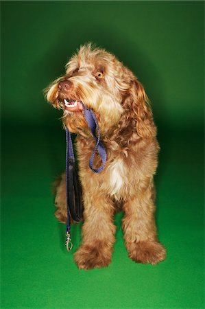 Otterhound sitting, holding leash in mouth Stock Photo - Premium Royalty-Free, Code: 694-03693959