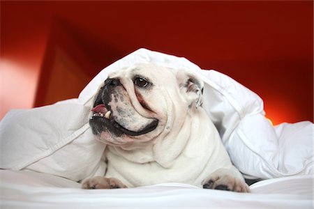 Bouledogue blanc sous la couette Photographie de stock - Premium Libres de Droits, Code: 694-03783192