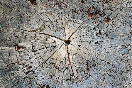 Cracked tree stump, extreme close-up Foto de stock - Sin royalties Premium, Código: 695-05767641