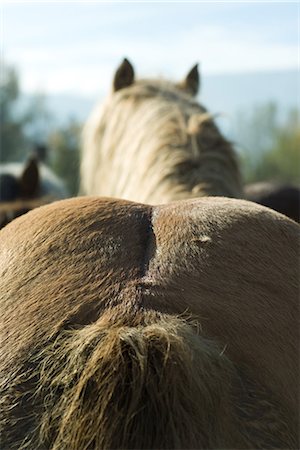 simsearch:632-06029634,k - Extrémité arrière du cheval, très gros plan, vue arrière Photographie de stock - Premium Libres de Droits, Code: 695-05767797