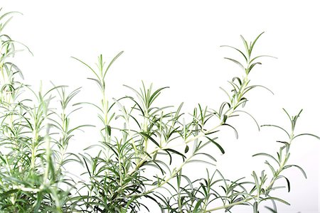 rosemary - Bush de romarin, gros plan Photographie de stock - Premium Libres de Droits, Code: 695-05767818