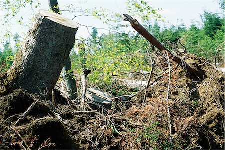 deforest - Uprooted tree trunks and roots Stock Photo - Premium Royalty-Free, Code: 695-05768115