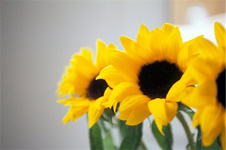 Sunflowers, close-up Foto de stock - Sin royalties Premium, Código: 695-05769422