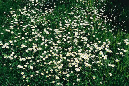 pâquerette - Fleurs sauvages, vergerette de marguerites, de plus en plus dans le champ Photographie de stock - Premium Libres de Droits, Code: 695-05769564