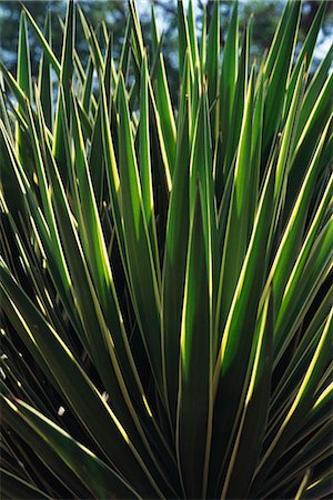 Plant de yucca (Yucca filamentosa) Photographie de stock - Premium Libres de Droits, Code: 695-05769580