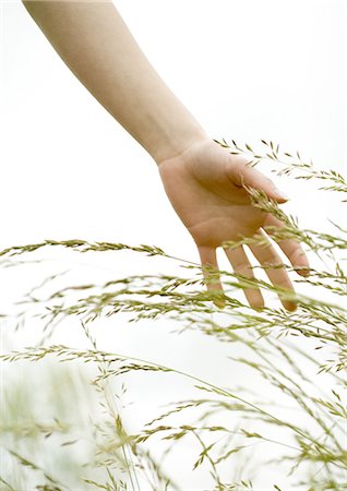 Woman's hand touching grass Stock Photo - Premium Royalty-Free, Code: 695-05762343