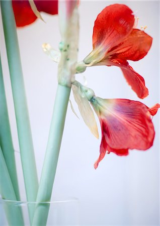 Amaryllis Foto de stock - Royalty Free Premium, Número: 695-05763065