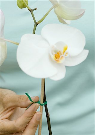 Tying orchid stem to stake Stock Photo - Premium Royalty-Free, Code: 695-05763327