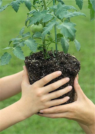Hands holding unpotted tomato plant Foto de stock - Sin royalties Premium, Código: 695-05763322