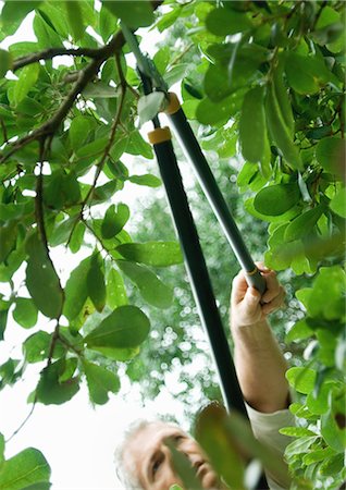 reaching for leaves - Man pruning tree Stock Photo - Premium Royalty-Free, Code: 695-05763334