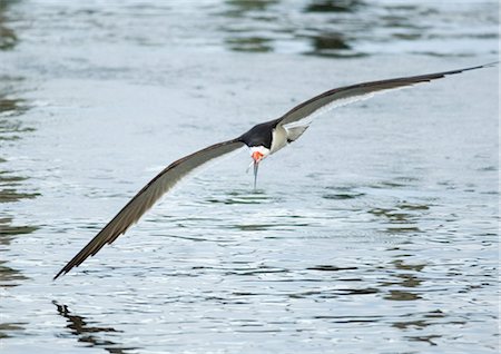 rynchops niger - Black skimmer Stock Photo - Premium Royalty-Free, Code: 695-05763547