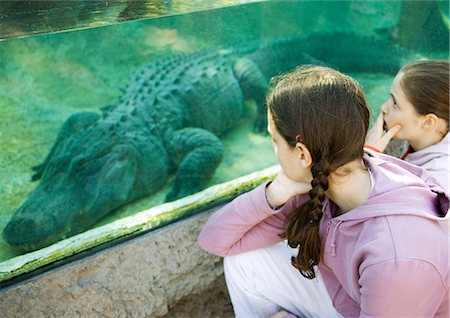 Two girls looking at alligator through glass wall Foto de stock - Sin royalties Premium, Código: 695-05763784