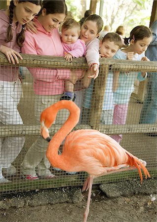 Group of children looking at America Flamingo (Phoenicopterus ruber) in zoo Foto de stock - Sin royalties Premium, Código: 695-05763785