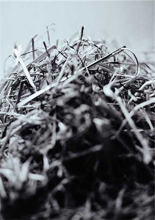 Needle in haystack, close-up Foto de stock - Sin royalties Premium, Código: 695-05775372