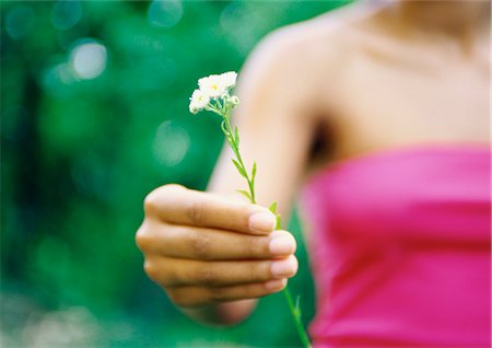 Woman holding out flower, partial view Stock Photo - Premium Royalty-Free, Code: 695-05776918