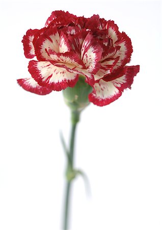 Variegated carnation, close-up Foto de stock - Sin royalties Premium, Código: 695-05778126