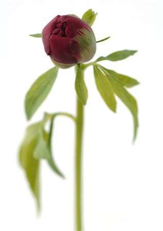 simsearch:695-05771468,k - Peony bud Foto de stock - Sin royalties Premium, Código: 695-05778128