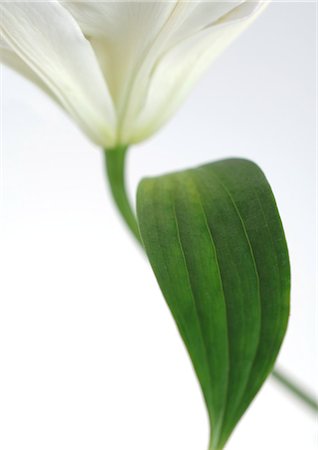 elegant white flower sillouette - Lily, close-up Stock Photo - Premium Royalty-Free, Code: 695-05778121