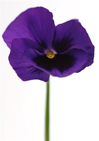 pansy - Pansy, close-up Stock Photo - Premium Royalty-Free, Code: 695-05778139