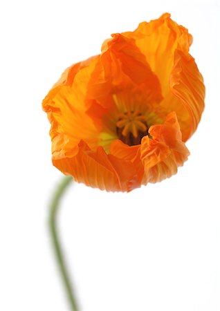 single flowers with stem - Poppy Stock Photo - Premium Royalty-Free, Code: 695-05778147