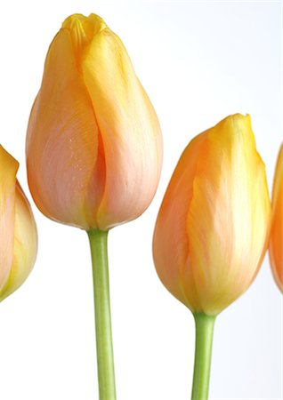 Yellow tulips, close-up Stock Photo - Premium Royalty-Free, Code: 695-05778143