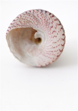 simsearch:695-05778175,k - Seashell Photographie de stock - Premium Libres de Droits, Code: 695-05778176