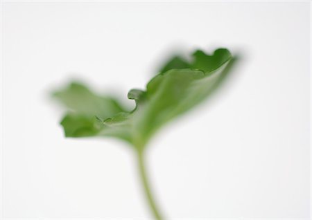 simsearch:695-05778138,k - Geranium leaf, close-up Foto de stock - Sin royalties Premium, Código: 695-05778188