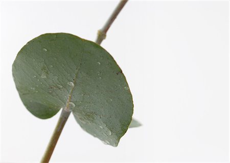 eucalipto - Eucalyptus, close-up Foto de stock - Sin royalties Premium, Código: 695-05778189