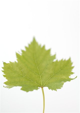 simsearch:695-05779538,k - Grape leaf, close-up Stock Photo - Premium Royalty-Free, Code: 695-05778195