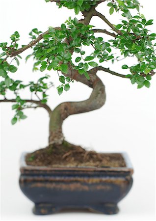 simsearch:696-03402861,k - Potted bonsai Foto de stock - Royalty Free Premium, Número: 695-05778199