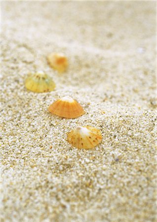 Seashells on beach Stock Photo - Premium Royalty-Free, Code: 695-05778388