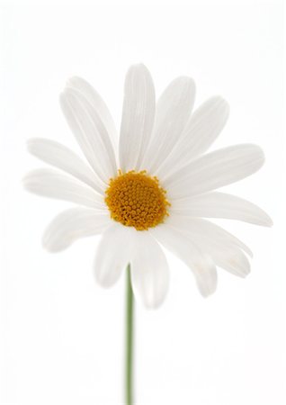 daisy on white - Daisy Stock Photo - Premium Royalty-Free, Code: 695-05778398