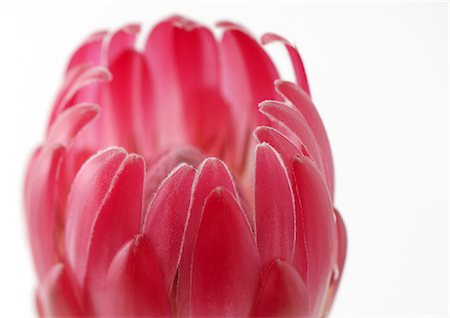 protea - Protea flower Fotografie stock - Premium Royalty-Free, Codice: 695-05778415