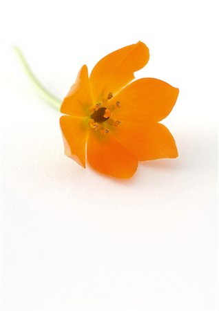 Orange chinkerinchee (ornithogalum dubium) Stock Photo - Premium Royalty-Free, Code: 695-05778417