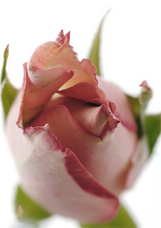 simsearch:695-05778410,k - Pink rose bud Foto de stock - Sin royalties Premium, Código: 695-05778426