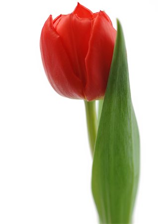 simsearch:695-05778410,k - Red tulip Foto de stock - Sin royalties Premium, Código: 695-05778434