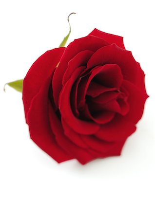 romantic pic in rose petal - Red rose Stock Photo - Premium Royalty-Free, Code: 695-05778437