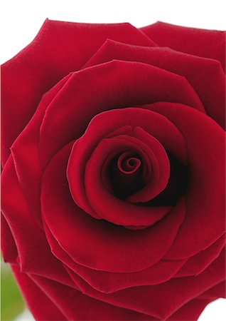 romantic pic in rose petal - Red rose Stock Photo - Premium Royalty-Free, Code: 695-05778441
