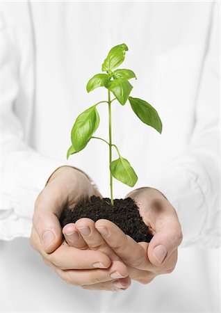 Hands holding small basil plant in loose soil Stock Photo - Premium Royalty-Free, Code: 695-05778705