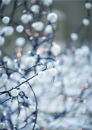 Bare branches with christmas lights Stock Photo - Premium Royalty-Free, Code: 695-05778965